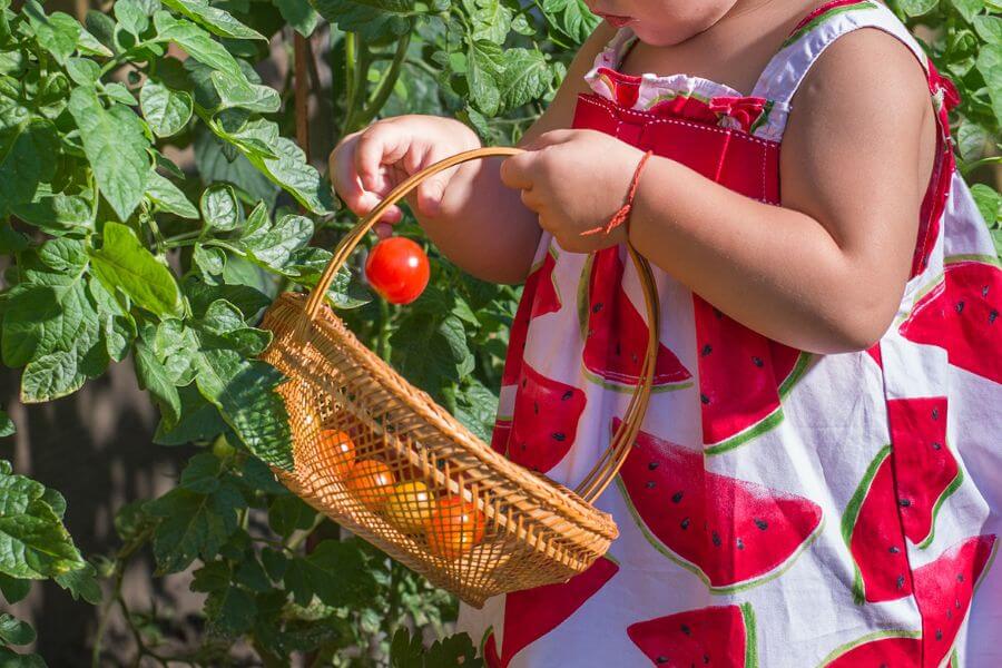 bébé qui cueille des tomates cerises