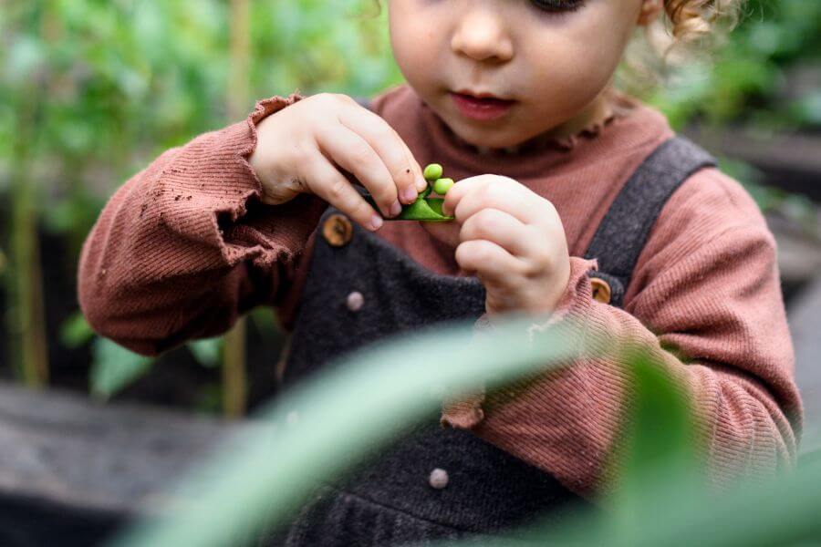 enfant qui écosse des petits pois